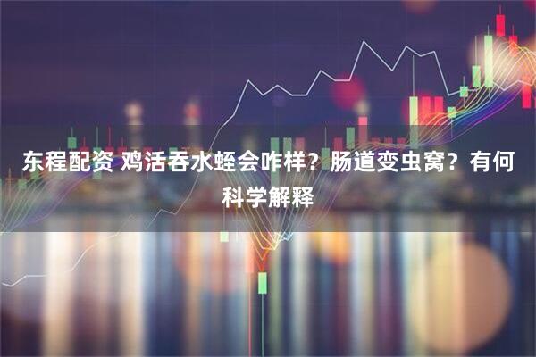 东程配资 鸡活吞水蛭会咋样?肠道变虫窝?有何科学解释
